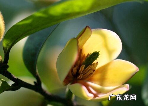 含笑花怎么养护开花爆盆