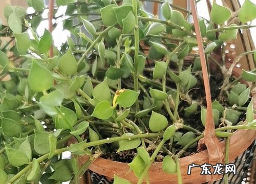 爱之蔓吊兰的养殖方法