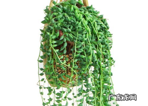 爱之蔓吊兰的养殖方法