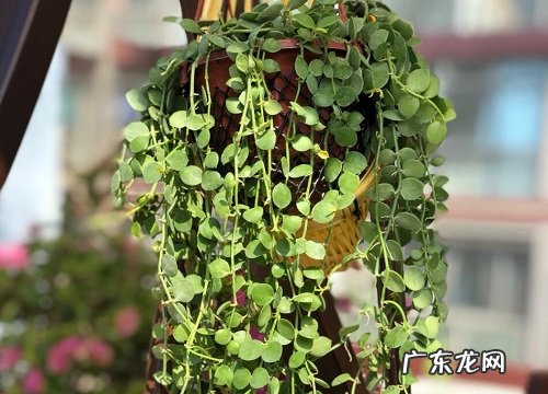爱之蔓吊兰的养殖方法