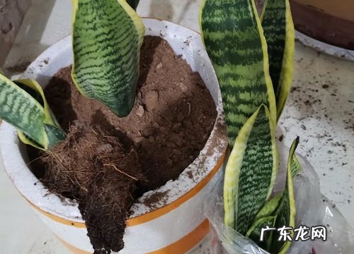 虎皮兰如何正确扦插