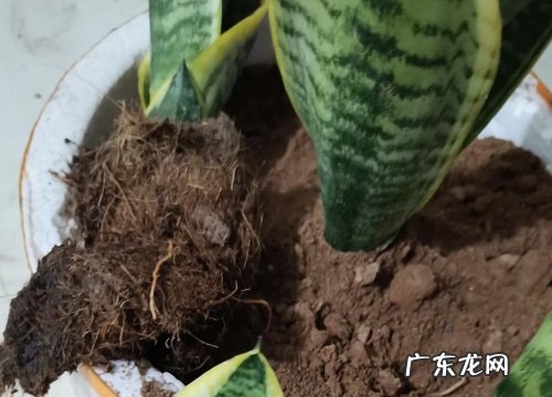 虎皮兰如何正确扦插