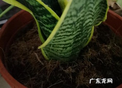 虎皮兰如何正确扦插