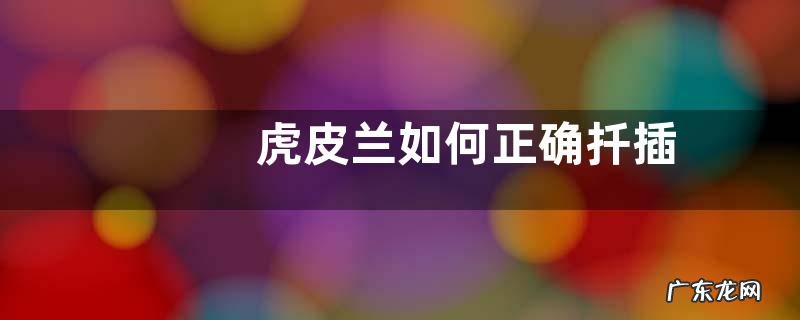 虎皮兰如何正确扦插