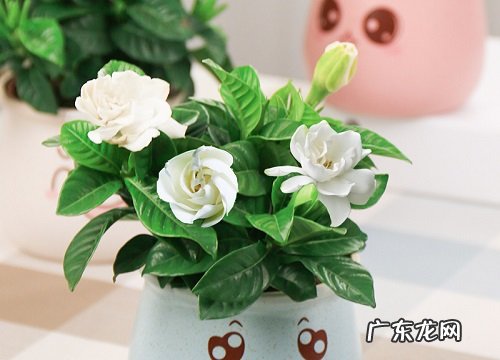 栀子花北方养殖需要注意哪些问题