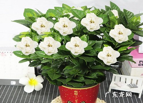 栀子花北方养殖需要注意哪些问题