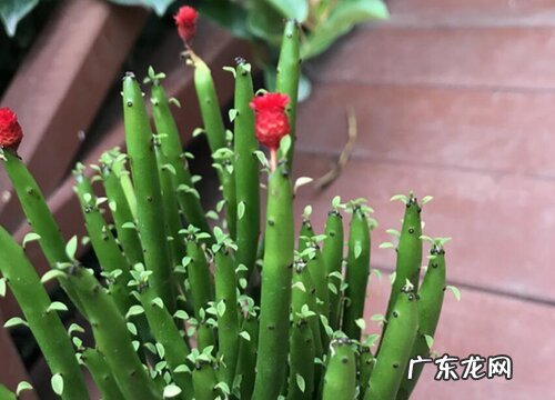 珊瑚棒如何养护一盆变多盆