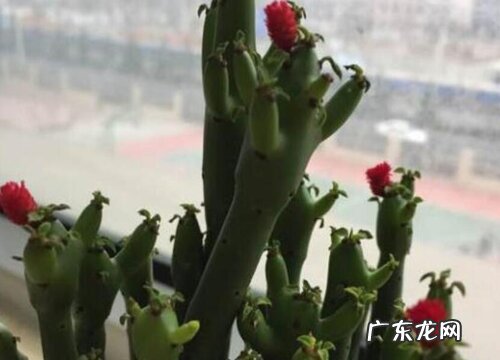 珊瑚棒如何养护一盆变多盆