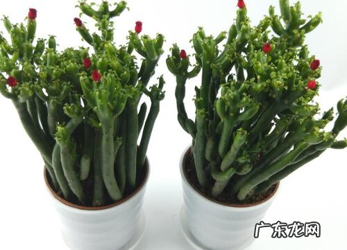 珊瑚棒如何养护一盆变多盆