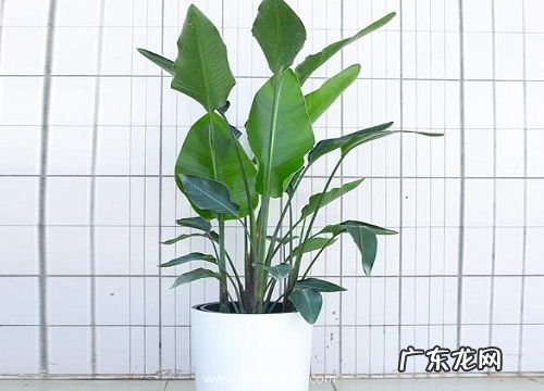 怎样来正确的栽植鹤望兰呢