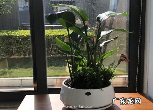 怎样来正确的栽植鹤望兰呢