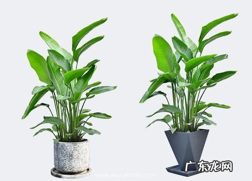 怎样来正确的栽植鹤望兰呢