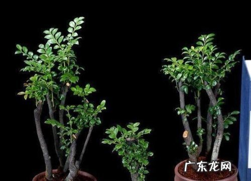 小叶紫檀盆景如何养殖