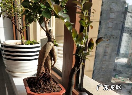 小叶紫檀盆景如何养殖