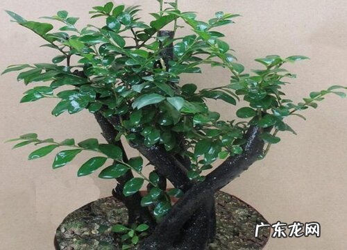 小叶紫檀盆景如何养殖