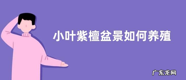 小叶紫檀盆景如何养殖