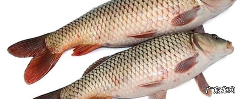 秋天用什么饵料钓鲤鱼最好？经典配方有哪些