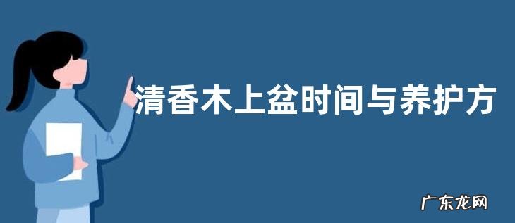 清香木上盆时间与养护方法