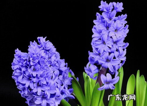 抗寒的花卉有哪些