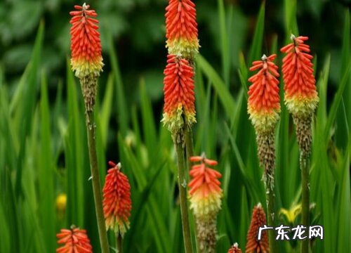 抗寒的花卉有哪些