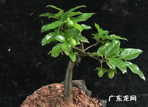 金弹子栽种方法和注意事项