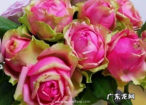 火龙果月季是藤本还是灌木