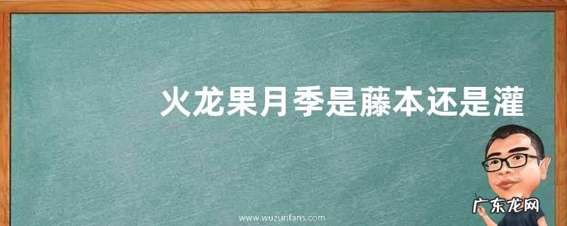 火龙果月季是藤本还是灌木
