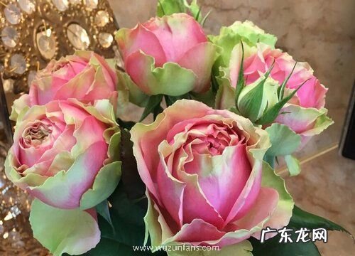 火龙果月季是藤本还是灌木