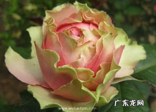 火龙果月季是藤本还是灌木