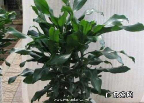 时来运转的养殖方法