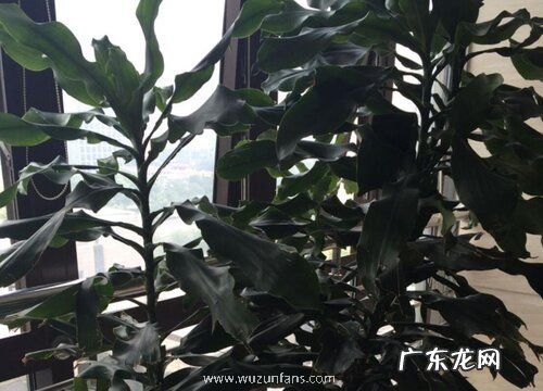 时来运转的养殖方法