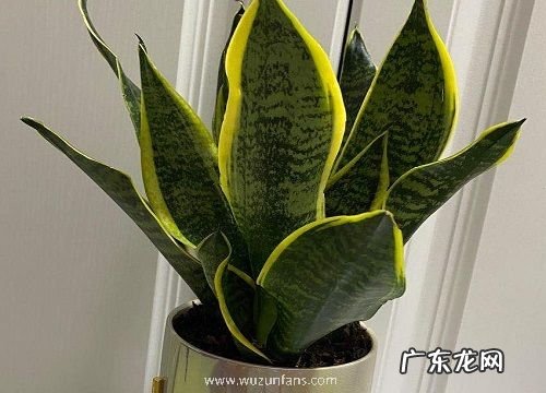 家养的虎皮兰烂根了怎么办