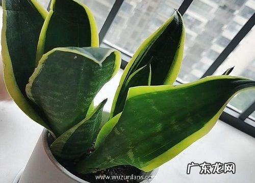 家养的虎皮兰烂根了怎么办