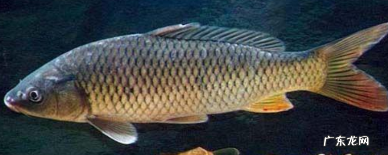 深秋钓鲤鱼用什么饵料最好？附经典配方