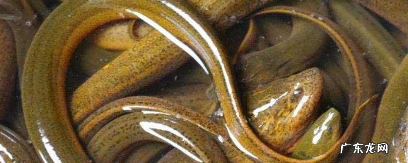 几月份可以钓黄鳝?附钓点的选择