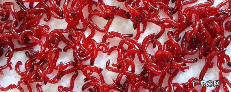 钓鱼用红虫好还是饵料好?附其用法比较