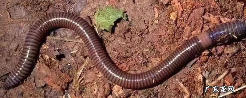 蚯蚓怎么钓鱼容易上钩?附目标鱼种