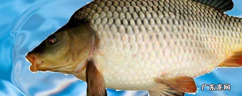 钓鲤鱼最好的饵料配方是什么?详细介绍