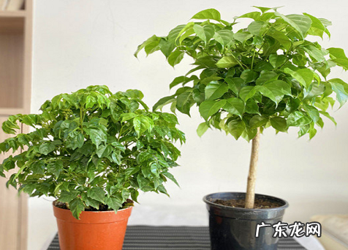 平安树正确的养殖方法