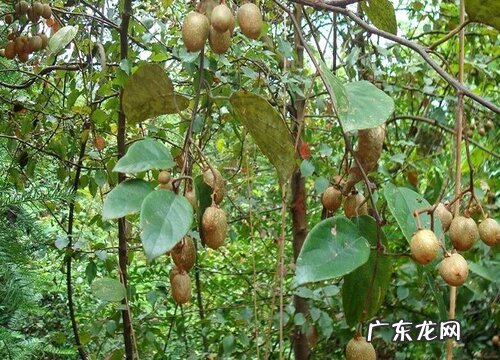 猕猴桃什么时候采摘好