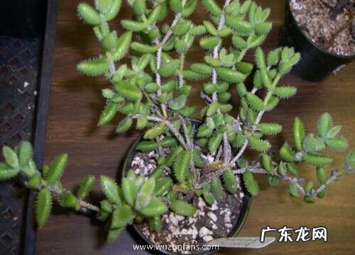 多肉雷童的养殖方法