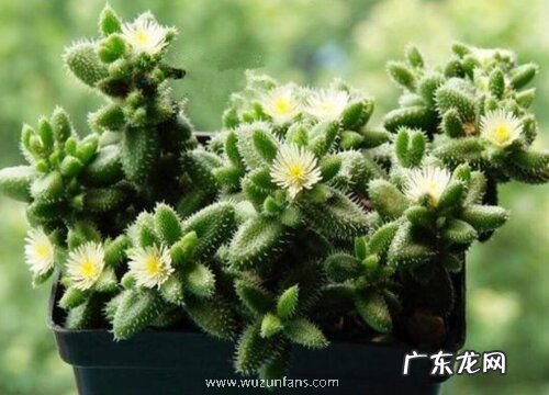 多肉雷童的养殖方法