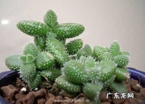 多肉雷童的养殖方法