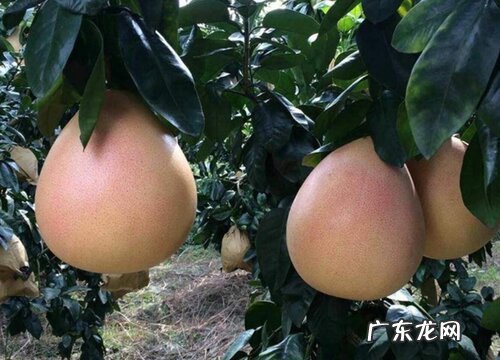 柚子树可以种在院子里吗