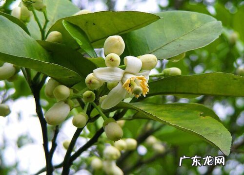 柚子树可以种在院子里吗