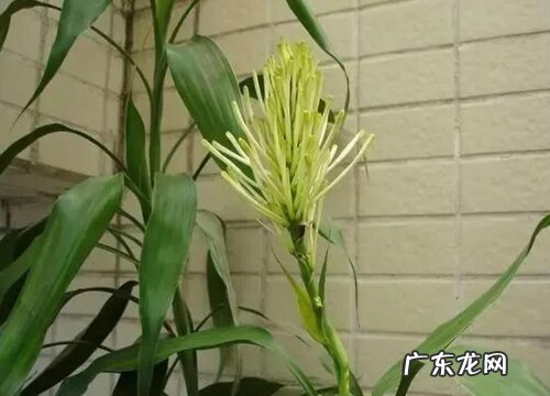 富贵竹叶子下垂怎么办