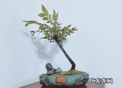 榕树是落叶植物吗