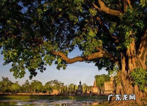 榕树是落叶植物吗