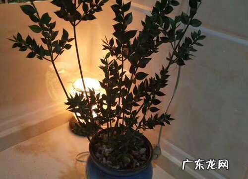 瓜子松盆景如何养护才能轻松开出花朵来