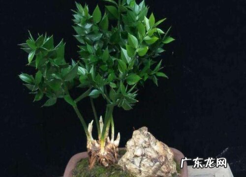 瓜子松盆景如何养护才能轻松开出花朵来